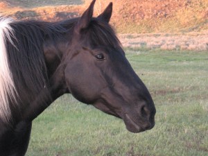 cows-horses-branding '09 057